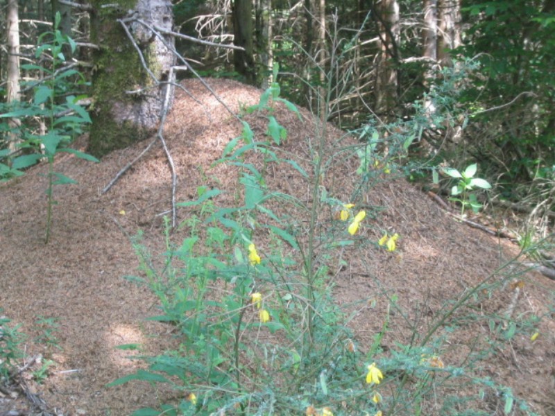../Images/b Fourmiliere geante au col de Couard.jpg